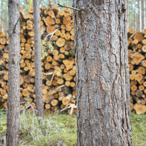 Close-up photo of a tree trunk with stacked cut logs in the background